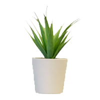 Birthday Plants