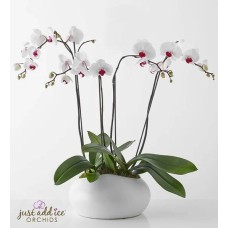Simply Elegant Orchid Garden