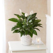 Peace Lily Plant (Small)