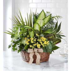 European Dish Gardenâ„¢ (Large)