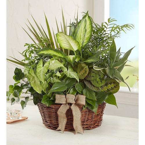 Classic Dish Garden (Small)