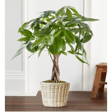 Money Tree (Small)