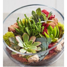 One of a Kind Succulent Garden