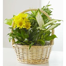 With Love Dish Garden & Fresh Cut Flowers (Large)