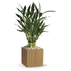 Good Luck Bamboo Good Luck Bamboo