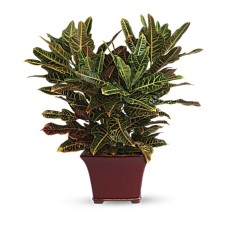Stately Croton