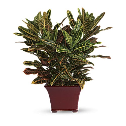 Stately Croton