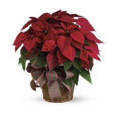 Large Red Poinsettia