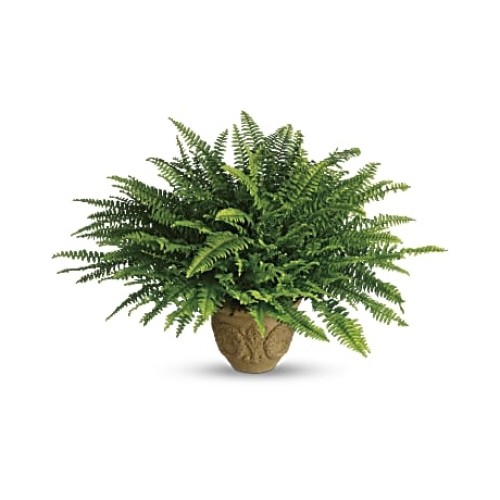 Heartwarming Thoughts Boston Fern