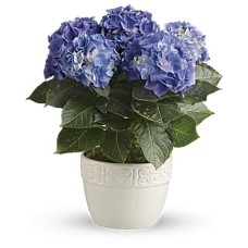 Happy Hydrangea - Blue