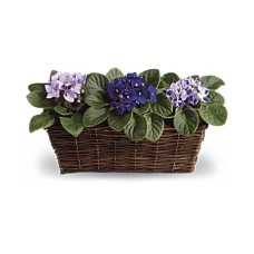 Sweet Violet Trio