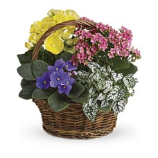 Spring Has Sprung Mixed Basket