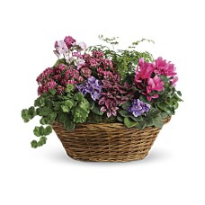 Simply Chic Mixed Plant Basket