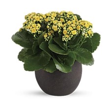 Forever Yellow Kalanchoes