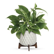 Lush Leaves Pothos Plant