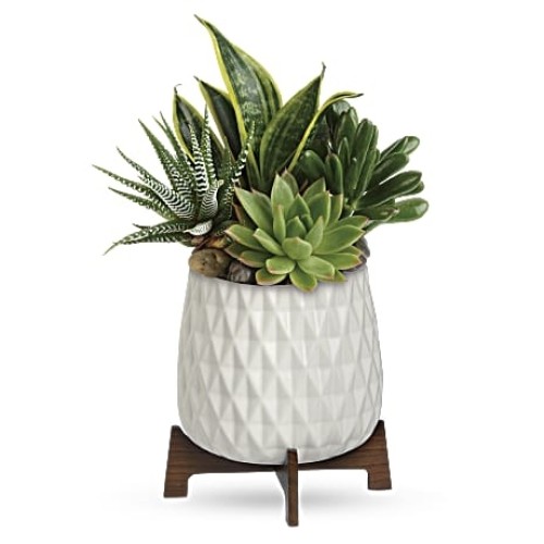 Modern Mood Succulent Garden