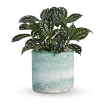 Seaside Mist Plant