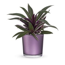 Leaves of Amethyst Plant