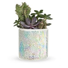Iridescent Oasis Garden