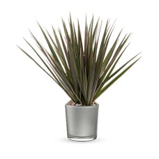 Moonstone Dracaena