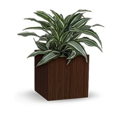 Soothing Dracaena