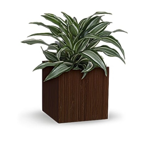 Soothing Dracaena
