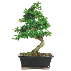Fukien Tea