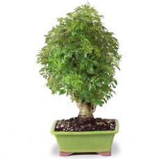 Dwarf Ming Aralia