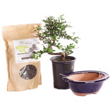 Chinese Elm 
