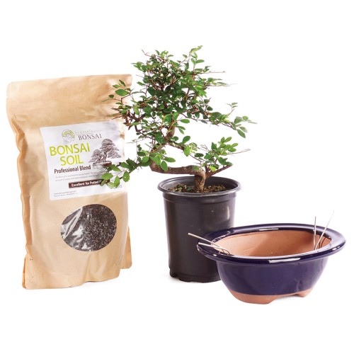Chinese Elm 
