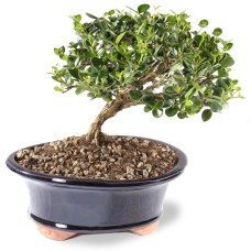 Natal Plum
