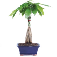 Braided Money Tree