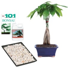 Braided Money Tree 
