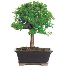 Dwarf Jade-2
