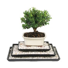 Humidity Tray 11