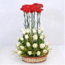 White Red Combination (As Shown)