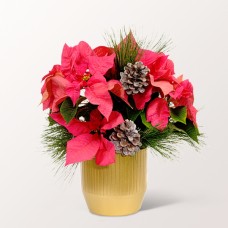 Pink Poinsettia