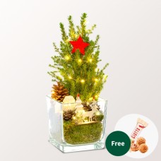 X-Mas Tree Weihnachtsstimmung with X-Mas lights & with 3 Ferrero Giotto