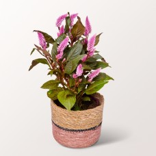 Pink Celosia