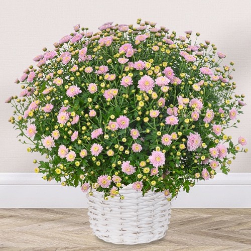 Light pink chrysanthemums in a white basket