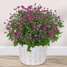 Pink chrysanthemums in a white basket