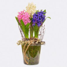Beautiful hyacinths in a jar