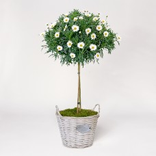 Daisy Bush