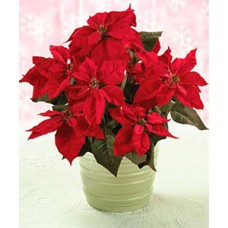 Red Poinsettia (Xmas Plant)