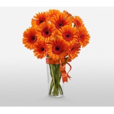 Gerbera Fantasy (Basic)