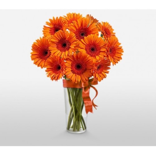 Gerbera Fantasy (Basic)