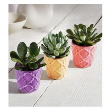Spring Trio (Basic)