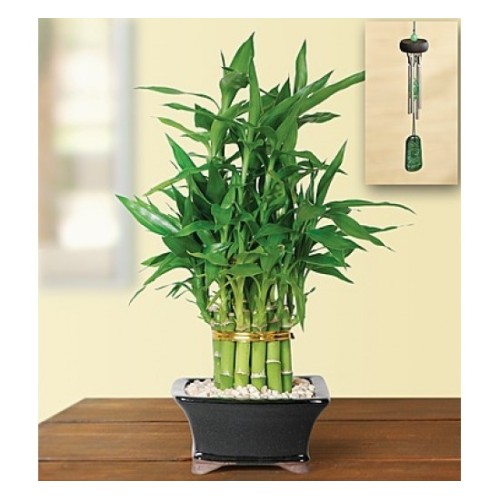 Pyramid Bamboo (Basic)
