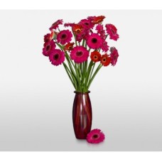 Gerbera Rays (Basic)