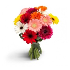Glorious Gerberas (Basic)
